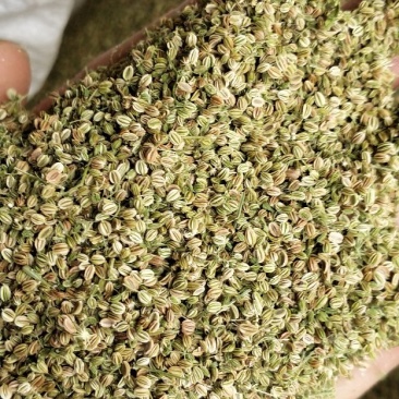 蛇床子，新货上市，货干，质量好，￣手货源。