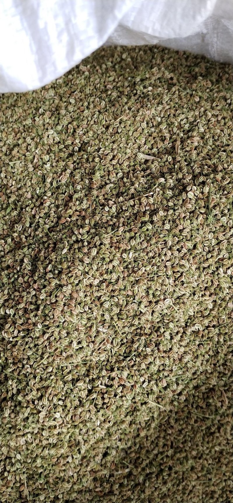 蛇床子，新货上市，货干，质量好，￣手货源。