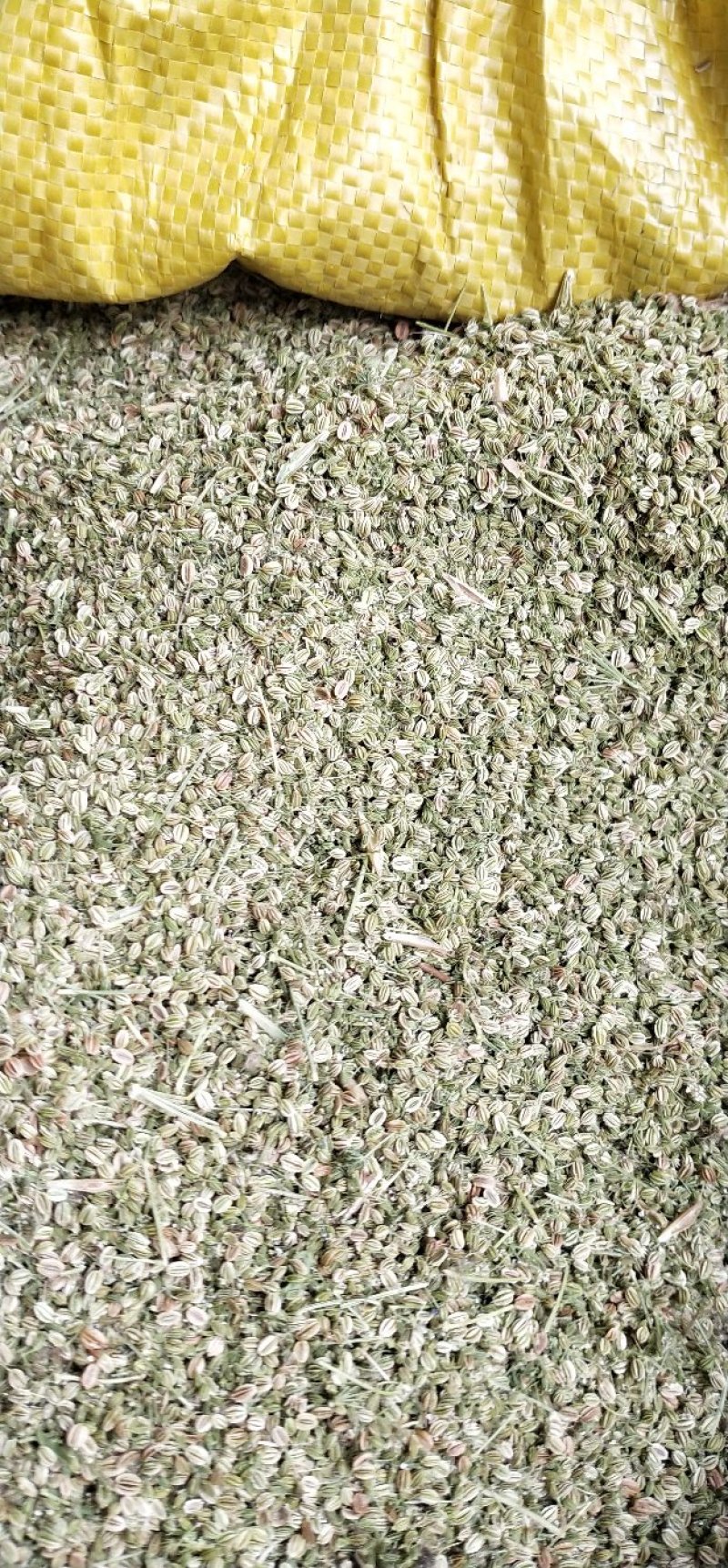 蛇床子，新货上市，货干，质量好，￣手货源。