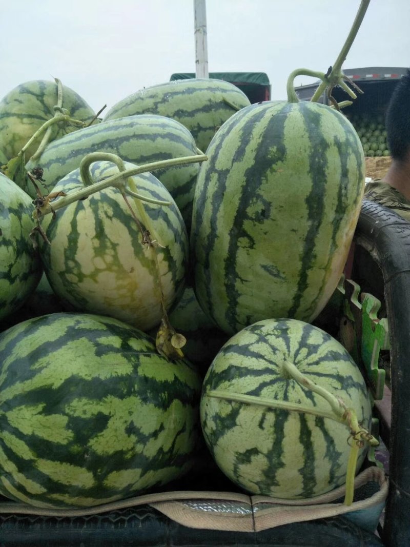 西瓜，冠龙，不嫁接，直升苗，带瓜藤
