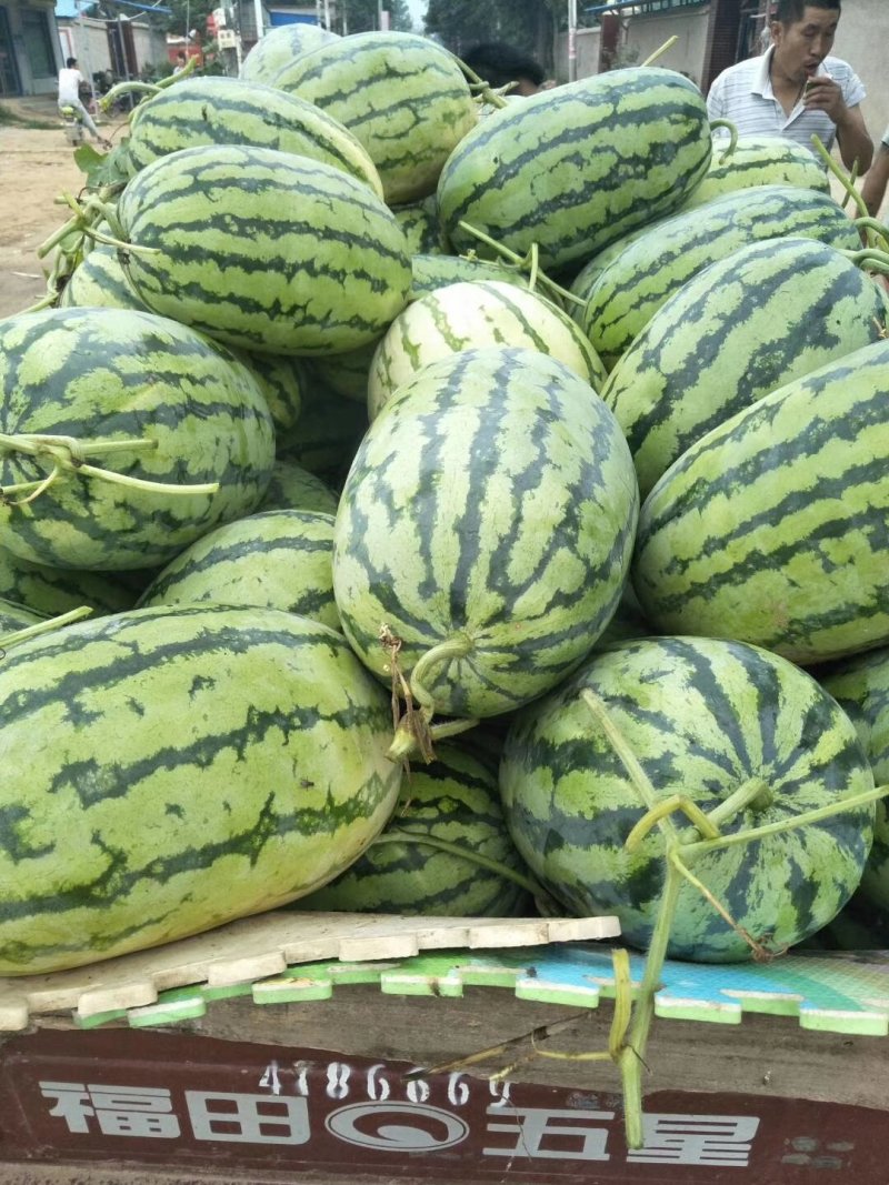 西瓜，冠龙，不嫁接，直升苗，带瓜藤