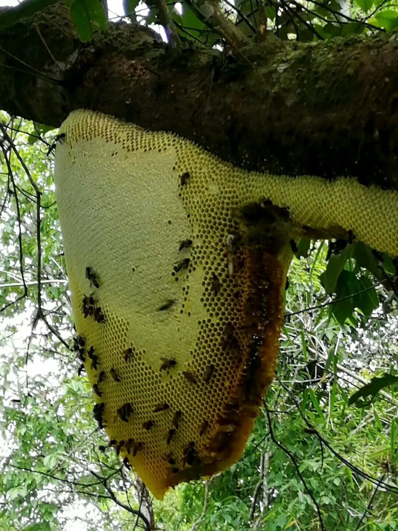 无法造假的森林野黑蜂蜜