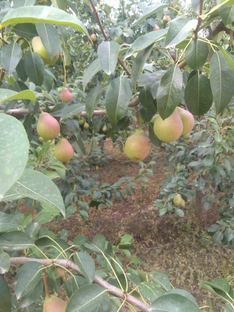 一面红红梨100~150g光果
