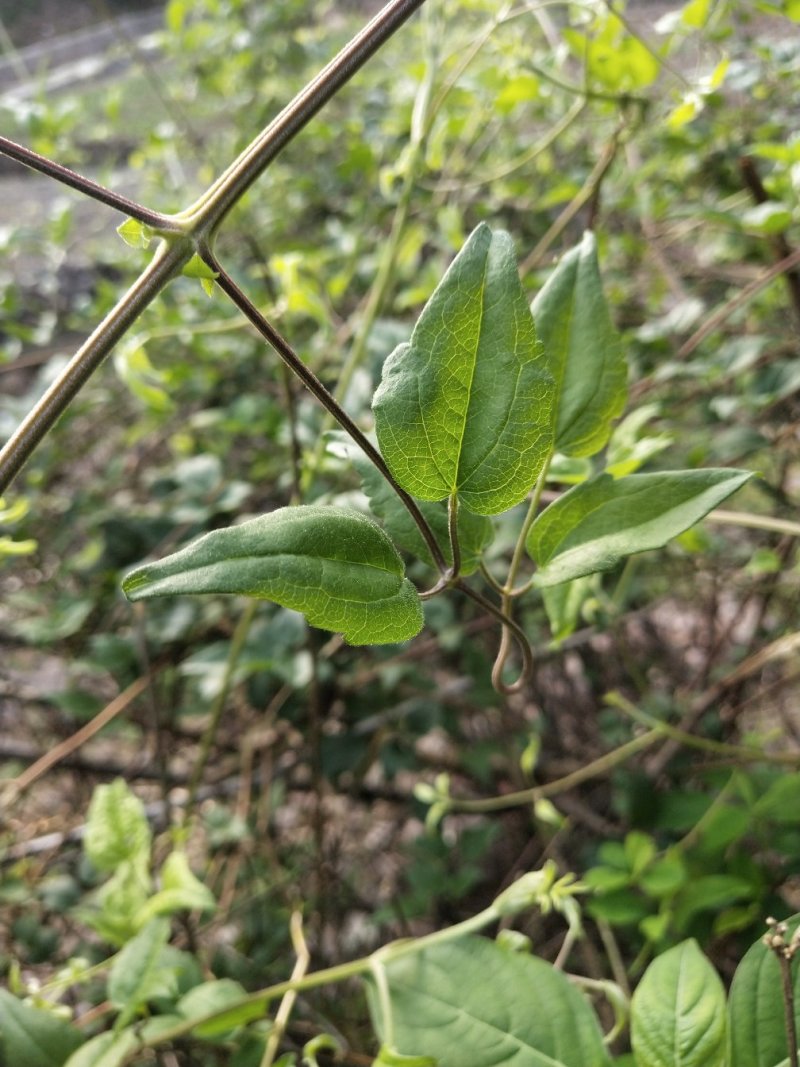 铁线莲