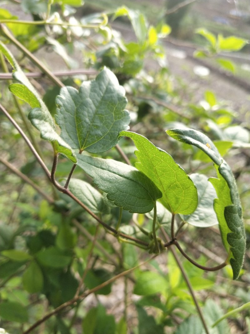 铁线莲