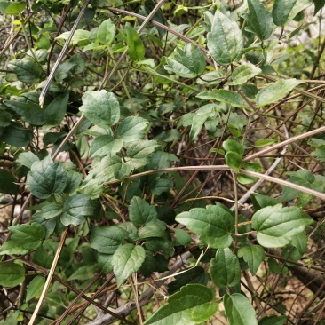 铁线莲