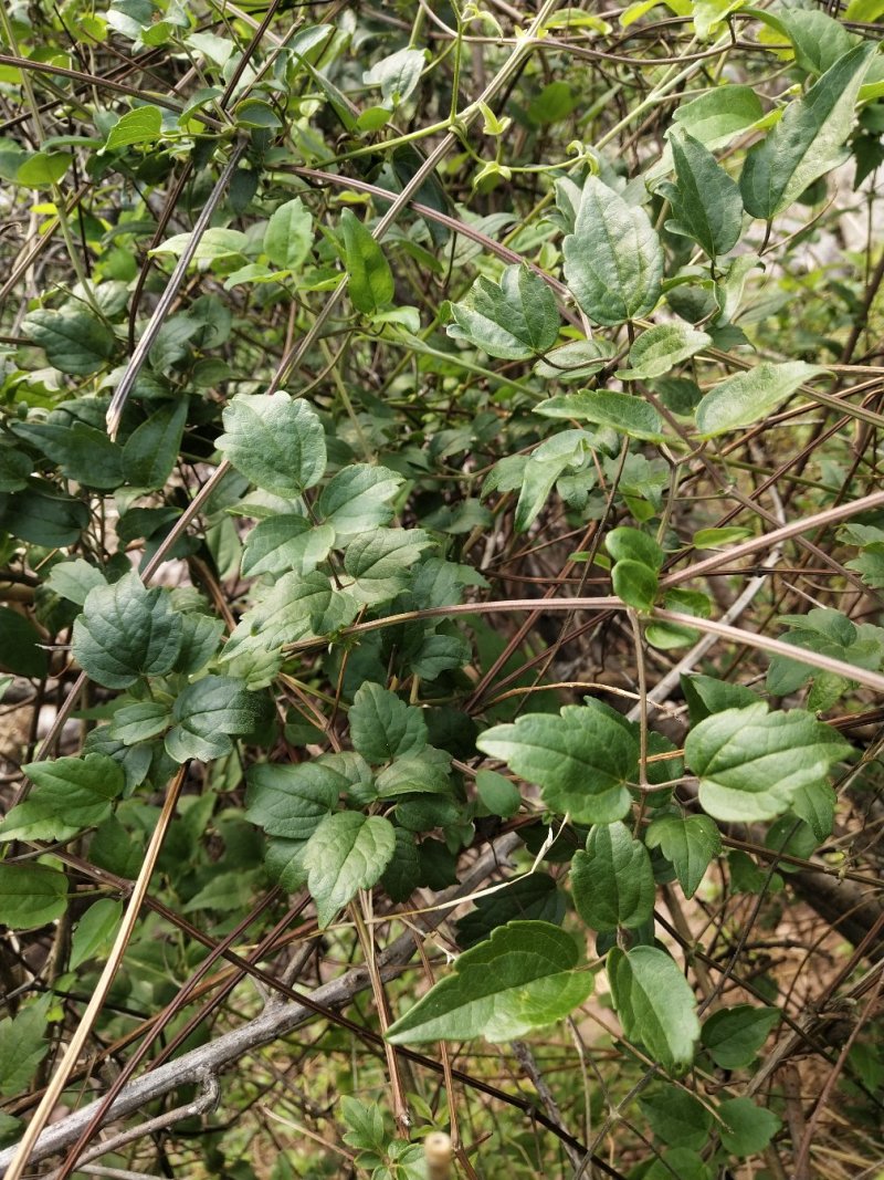 铁线莲