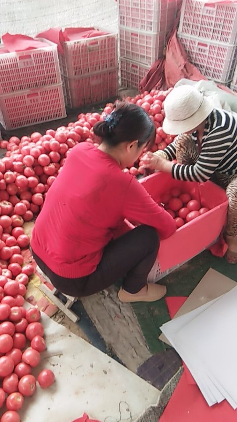 硬粉西红柿大量上市质优价廉