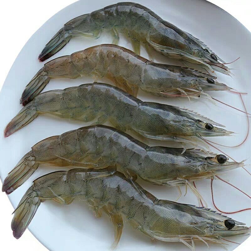 黄河三角洲南美对虾