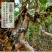 茂连普洱茶迷你七子饼茶玲珑饼古树生茶包邮大树茶老树茶乔木