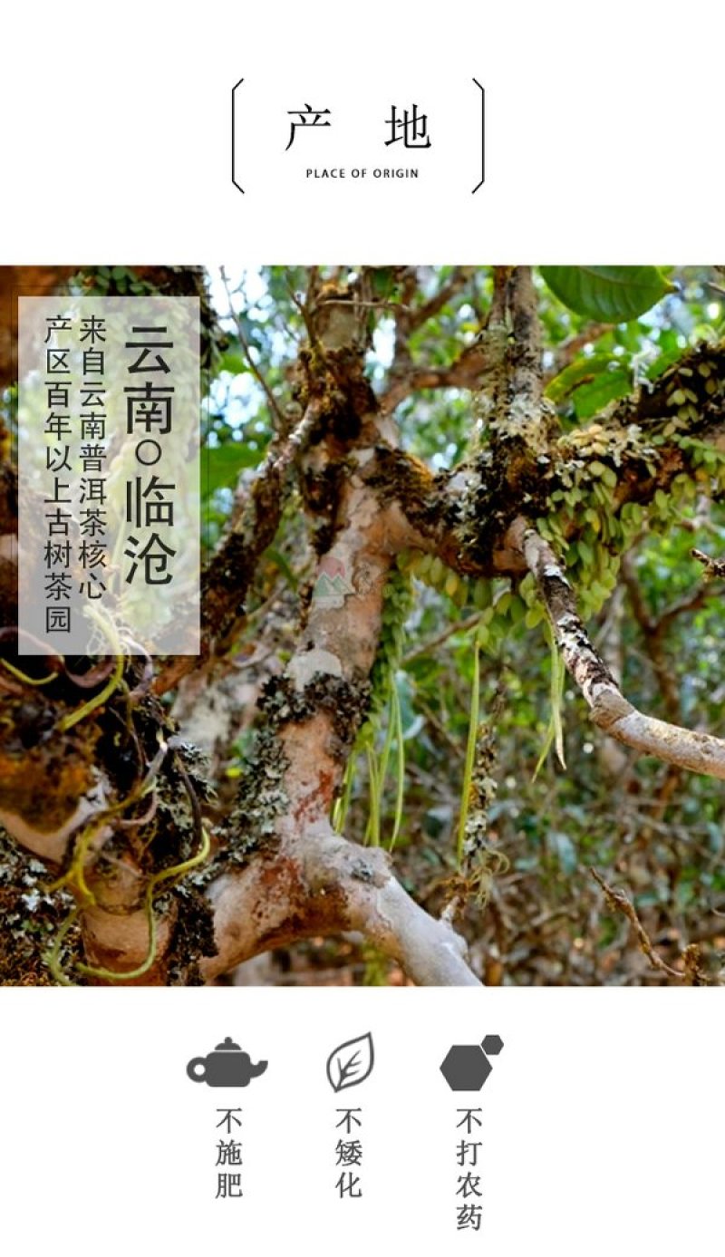 茂连普洱茶迷你七子饼茶玲珑饼古树生茶包邮大树茶老树茶乔木