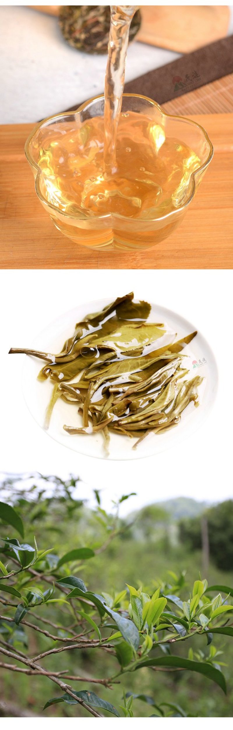 茂连普洱茶迷你七子饼茶玲珑饼古树生茶包邮大树茶老树茶乔木