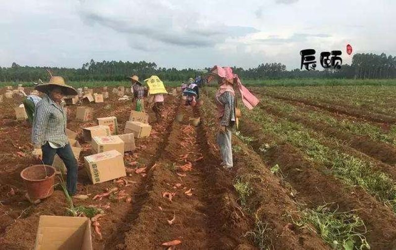 湖北红薯宜城市西瓜红红薯基地直发全国