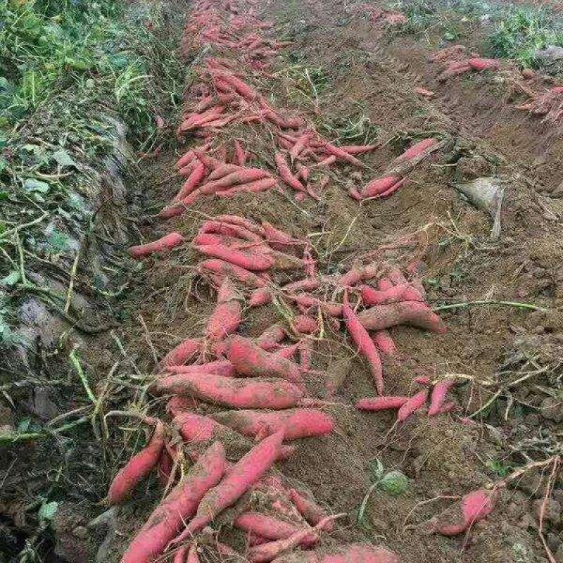 湖北红薯宜城市西瓜红红薯基地直发全国