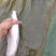垂钓使用银鳕鱼！！！！！！