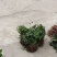 云南省大理州漾濞县滇重楼苗高山种植自产自销保证品质