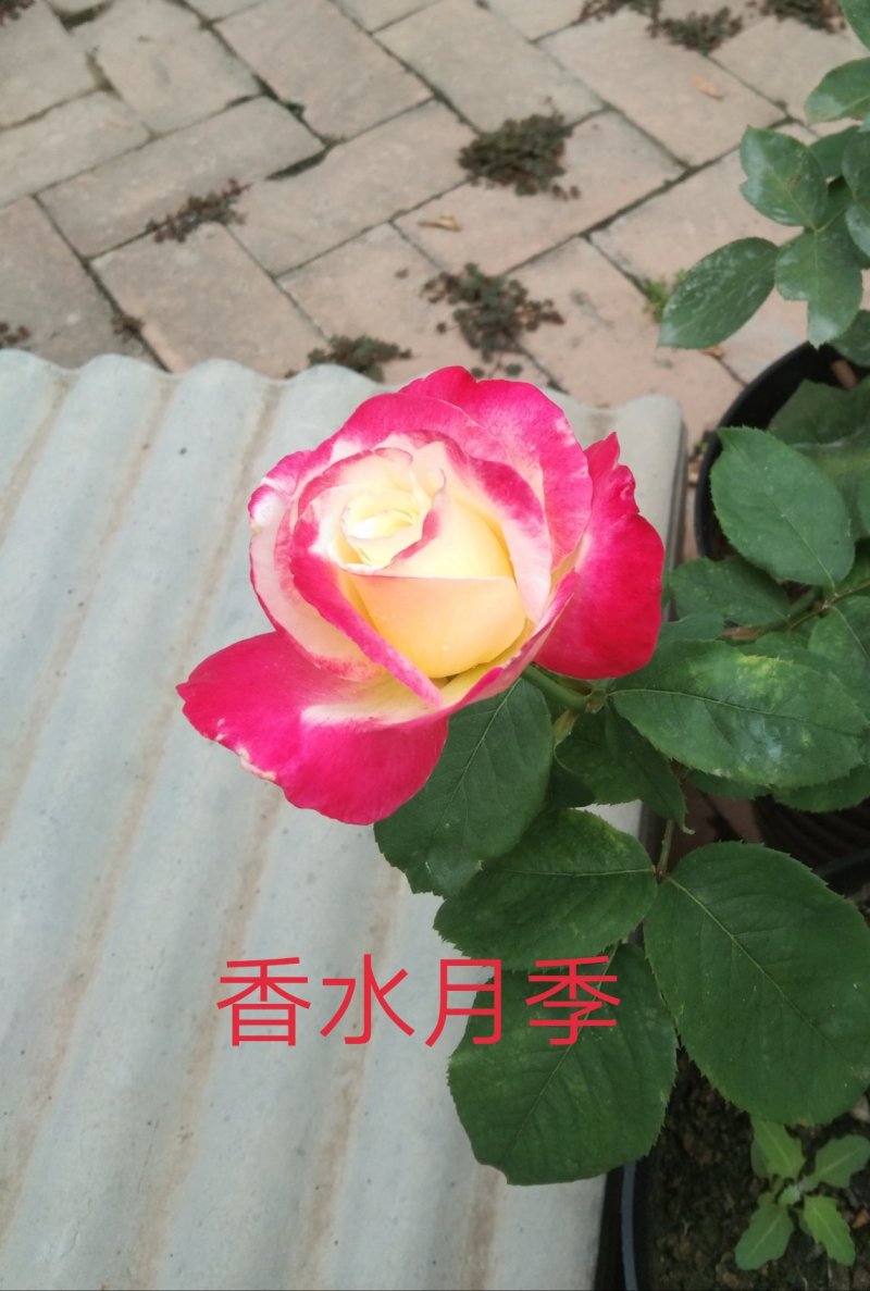 月季花，玫瑰花。