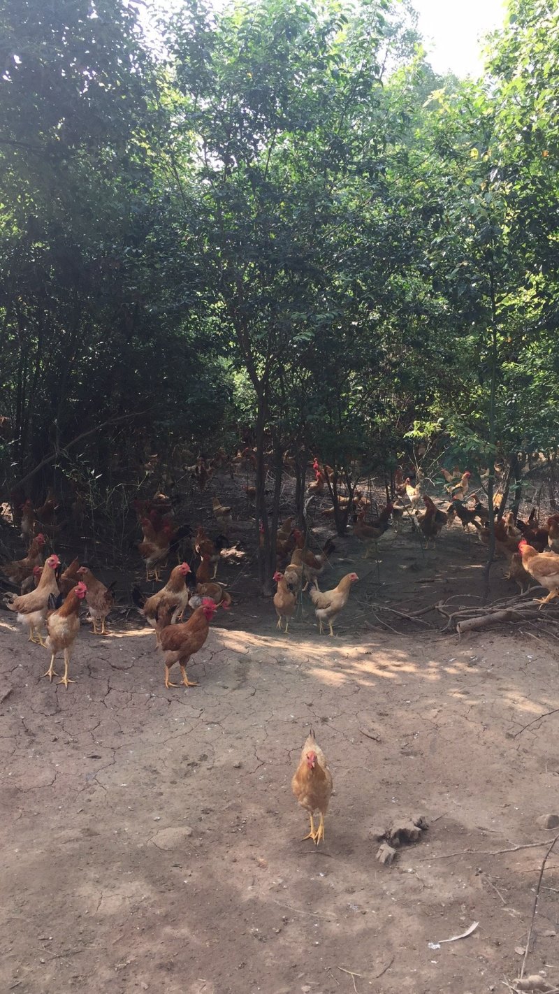 林下散养童子鸡仔公鸡