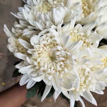 白菊花自产自销通货