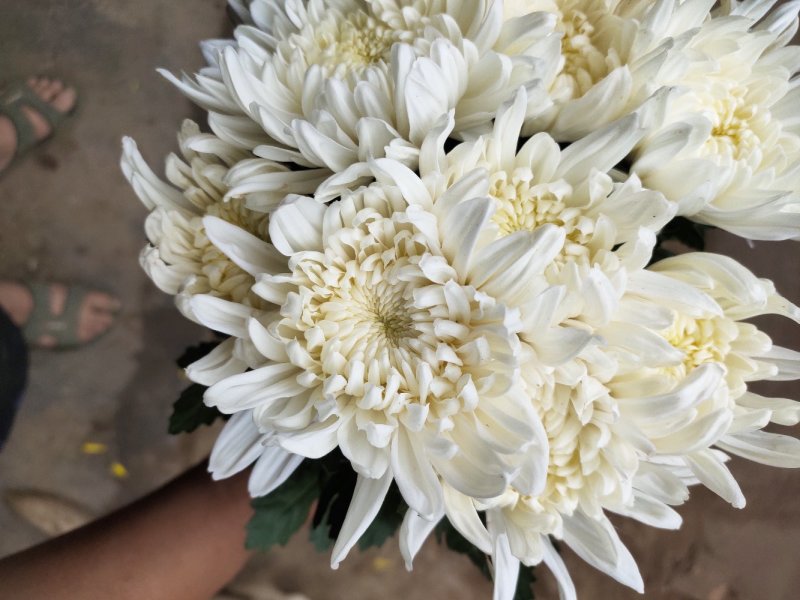 白菊花自产自销通货