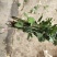 白菊花自产自销通货