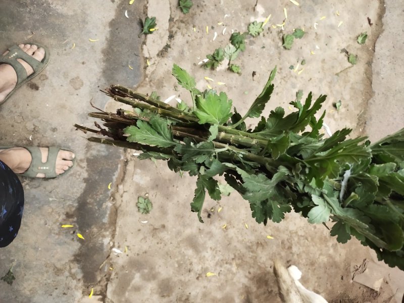 白菊花自产自销通货