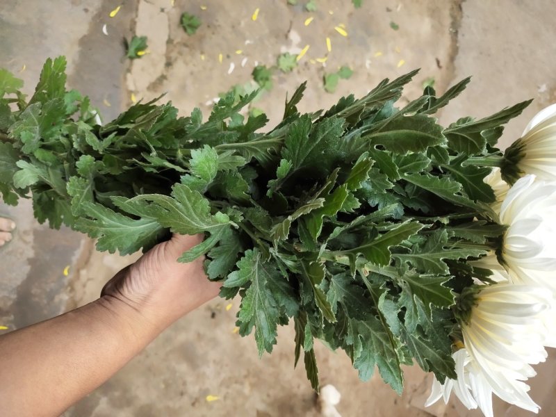 白菊花自产自销通货