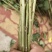 黄菊花白菊花基地直销金善通货