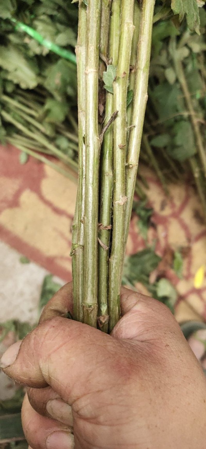 黄菊花白菊花基地直销金善通货