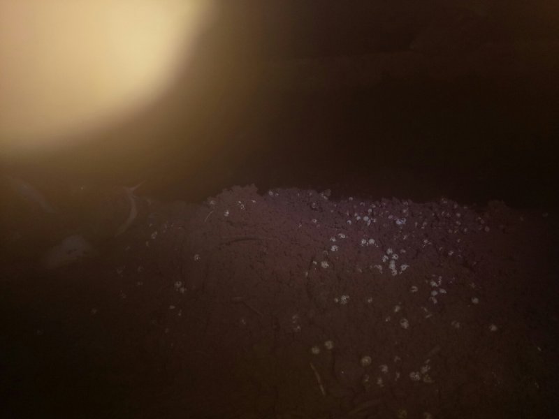 白玉蜗牛