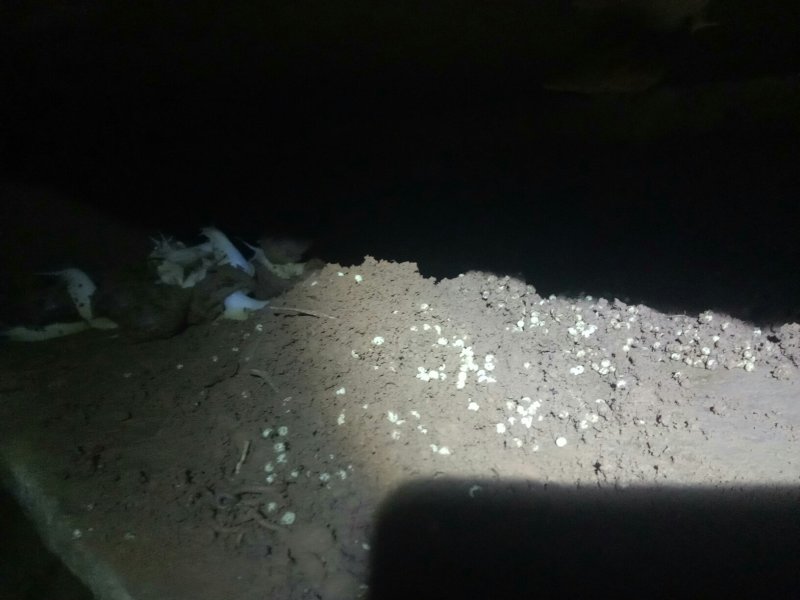 白玉蜗牛