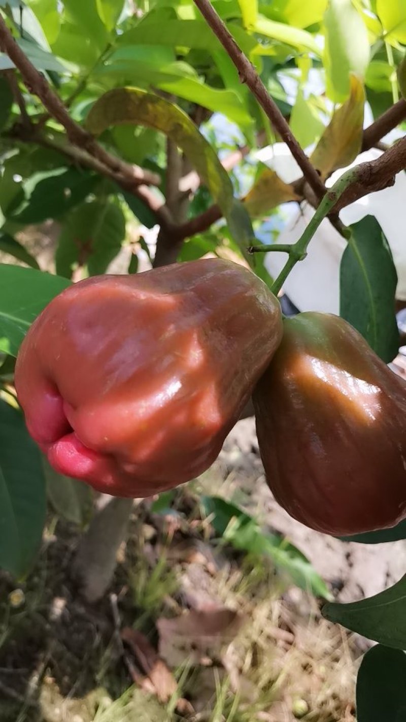 黑糖芭比莲雾苗