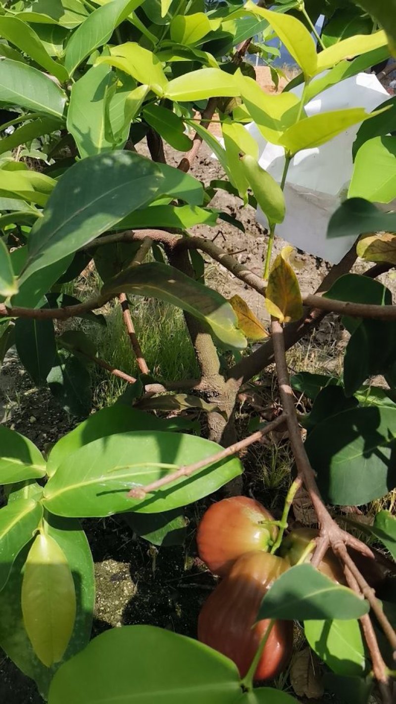黑糖芭比莲雾苗