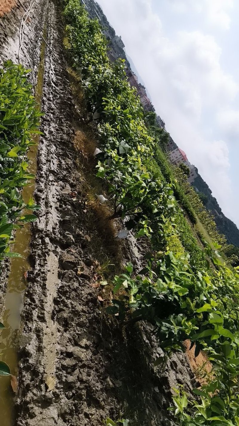 黑糖芭比莲雾苗