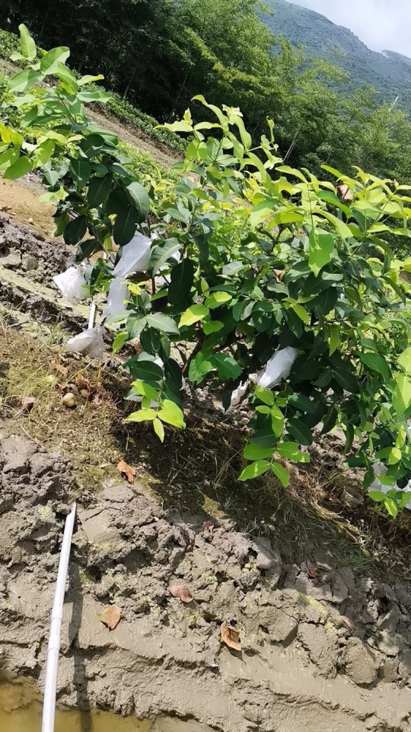 黑糖芭比莲雾苗