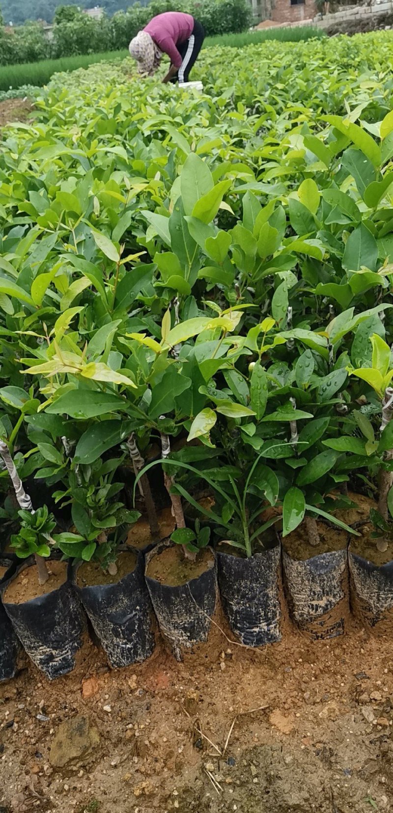黑糖芭比莲雾苗