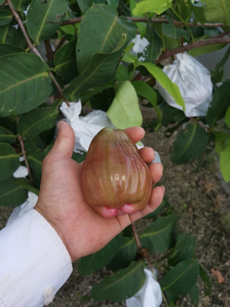 黑糖芭比莲雾苗