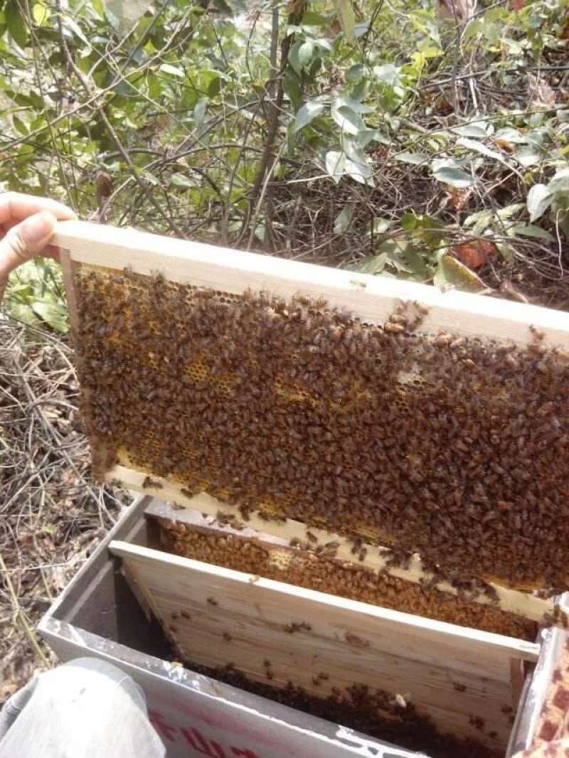 百花蜜，纯正优质，质优价廉批发零售