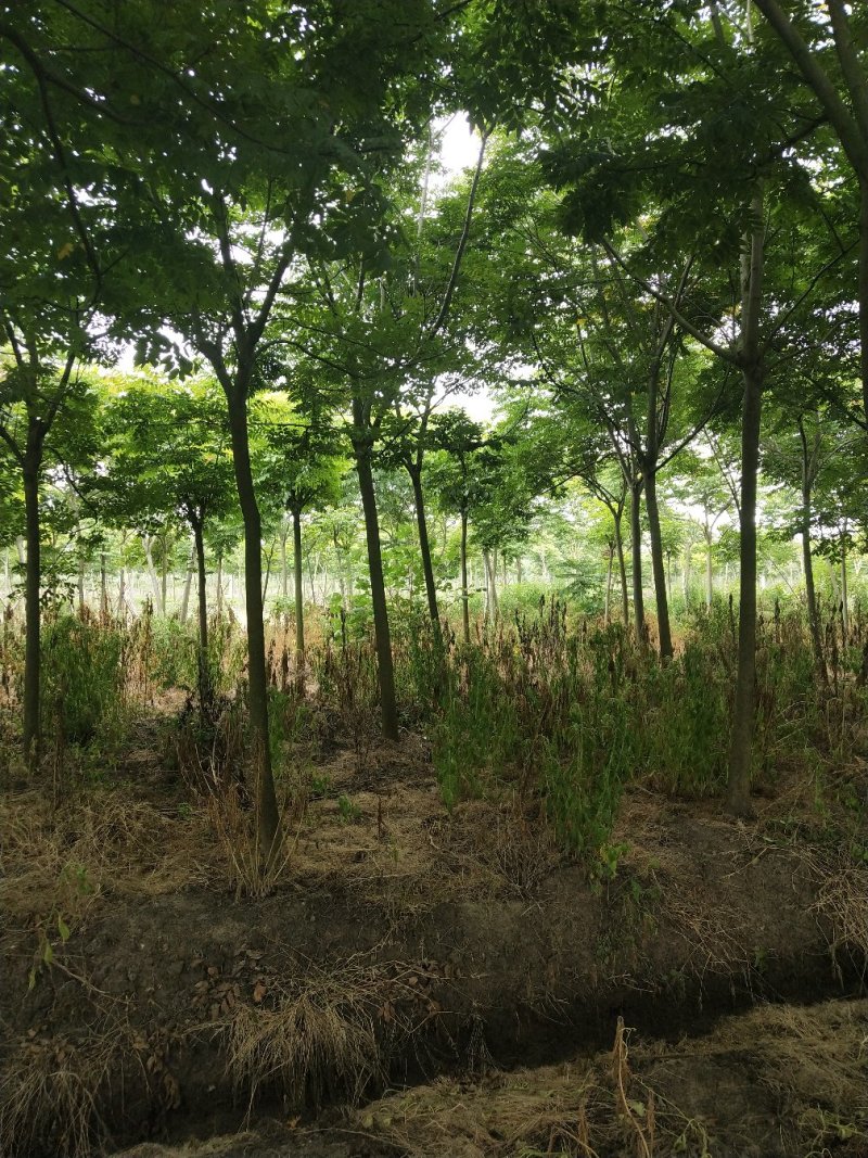 栾树（4-8）公分栾树各种规格，大量供应，价格优美