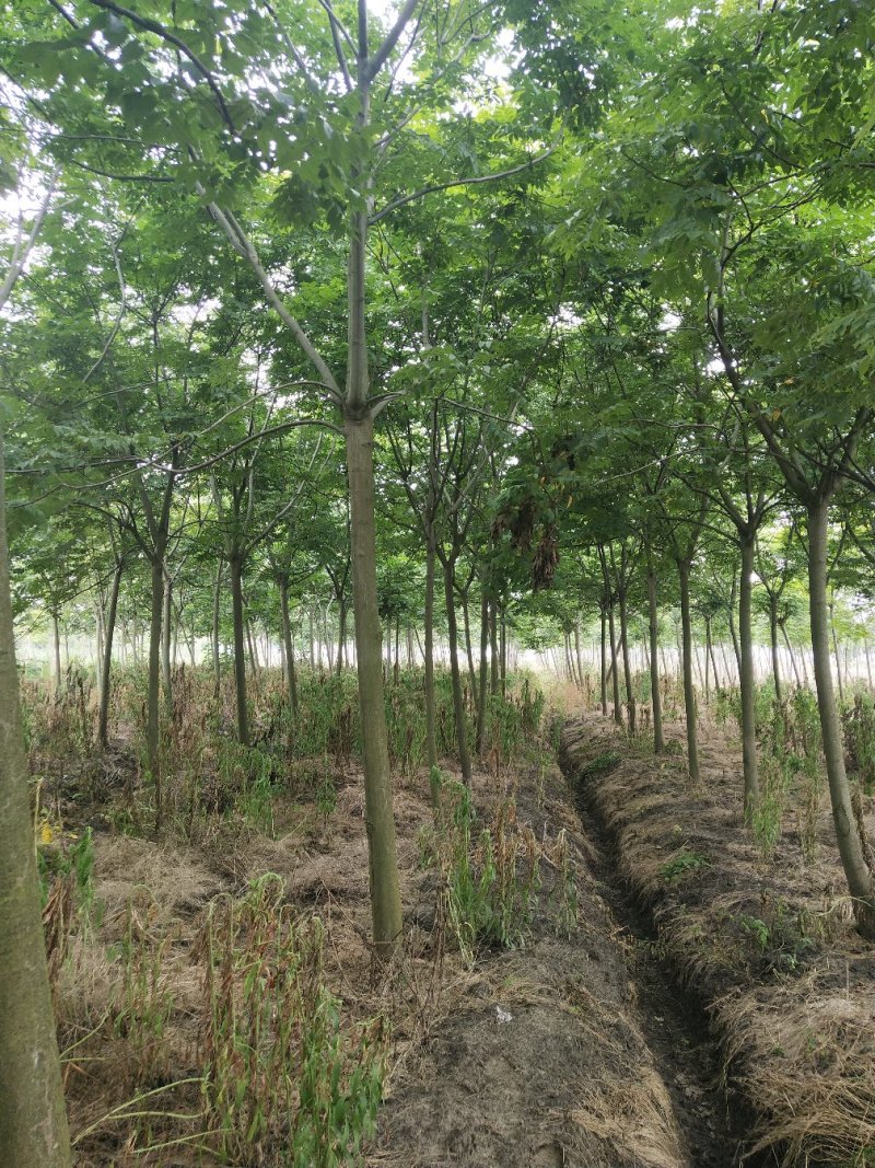 栾树（4-8）公分栾树各种规格，大量供应，价格优美