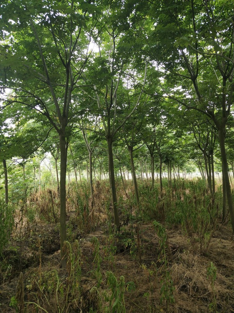 栾树（4-8）公分栾树各种规格，大量供应，价格优美