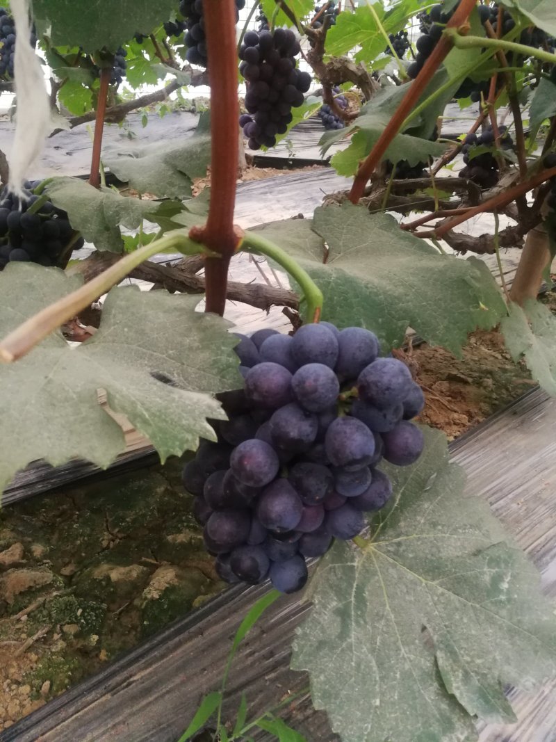 精品夏黑葡萄大棚葡萄河北邯郸葡萄产地直销诚信代办