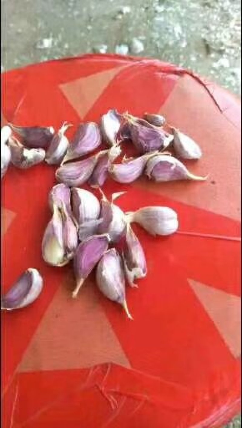 川蒜蒜种。精品红根蒜种，杂交蒜。精品蒜瓣。