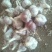 川蒜蒜种。精品红根蒜种，杂交蒜。精品蒜瓣。