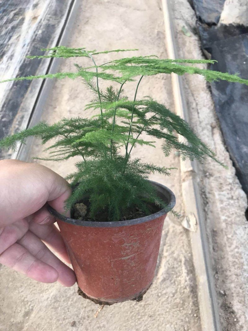 文竹