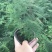 文竹