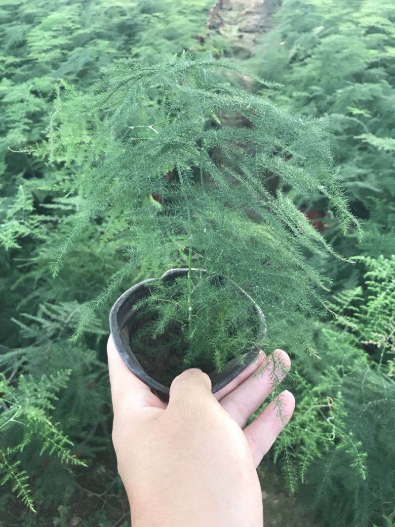 文竹