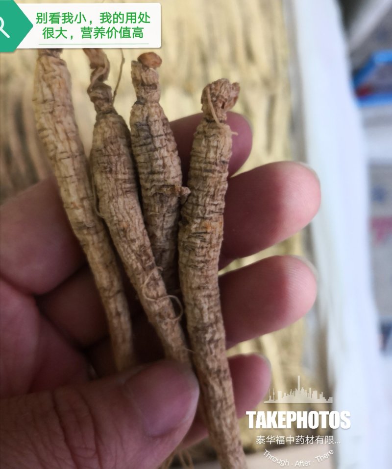 包邮人参白参生晒参东北吉林长白山