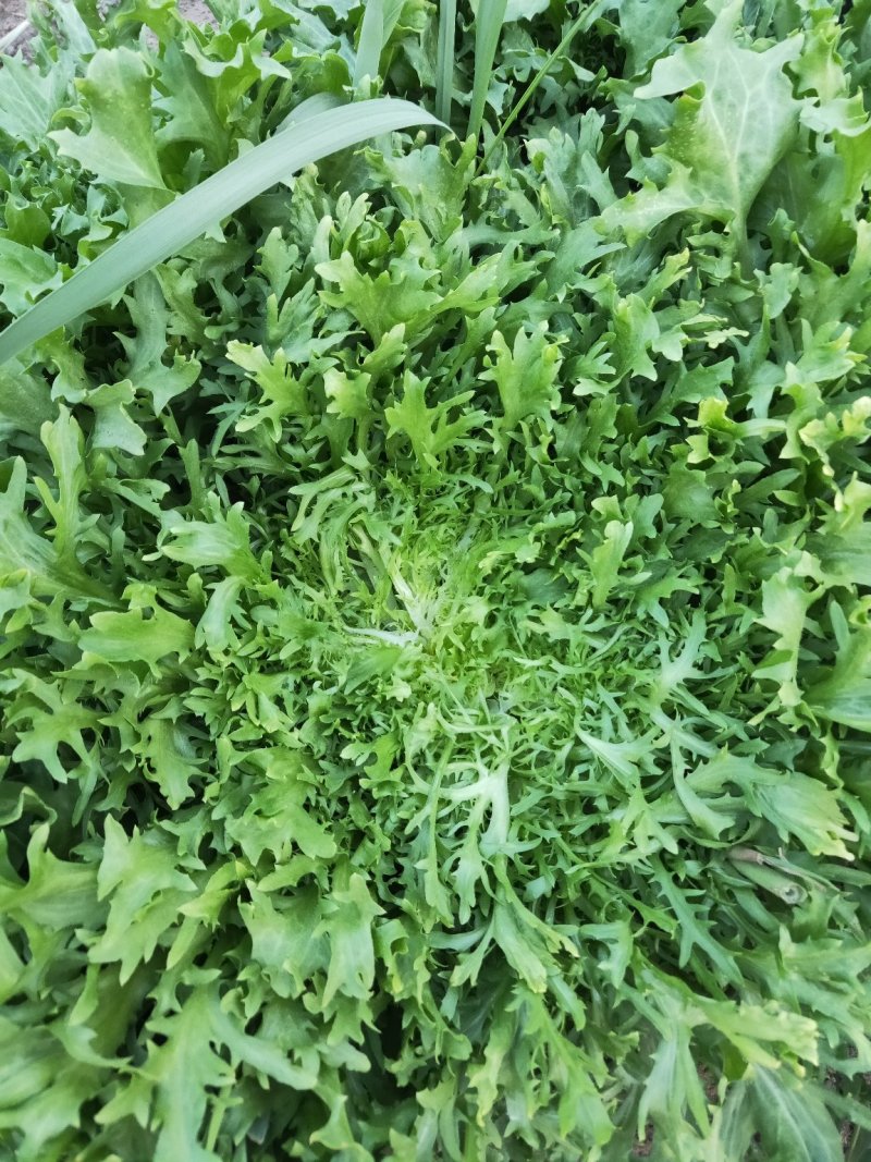 散叶苦菊罗马直立紫叶大白菜散花