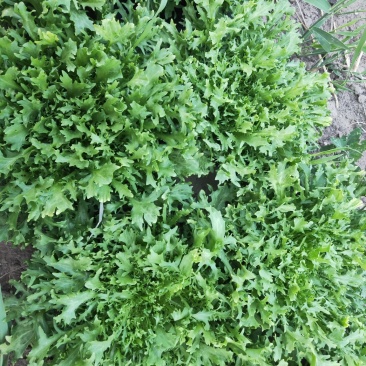 散叶苦菊罗马直立紫叶大白菜散花